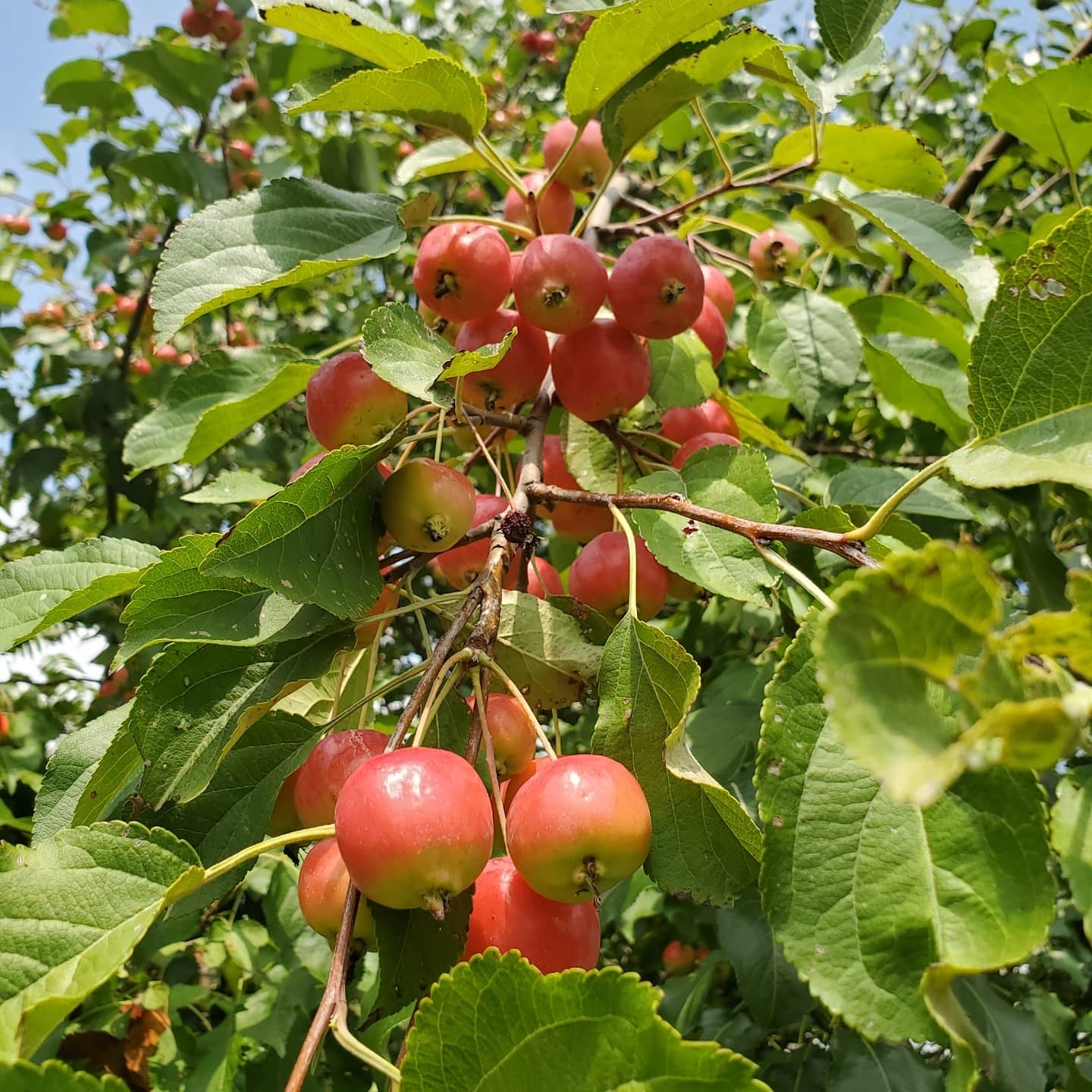 Wild Crabapple Trees