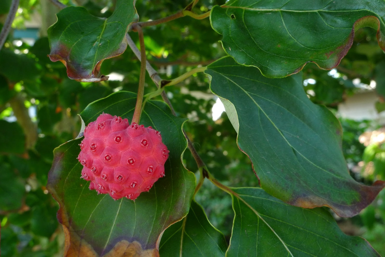 Wild Harvests Kousa Dogwood Another Urban Wonder