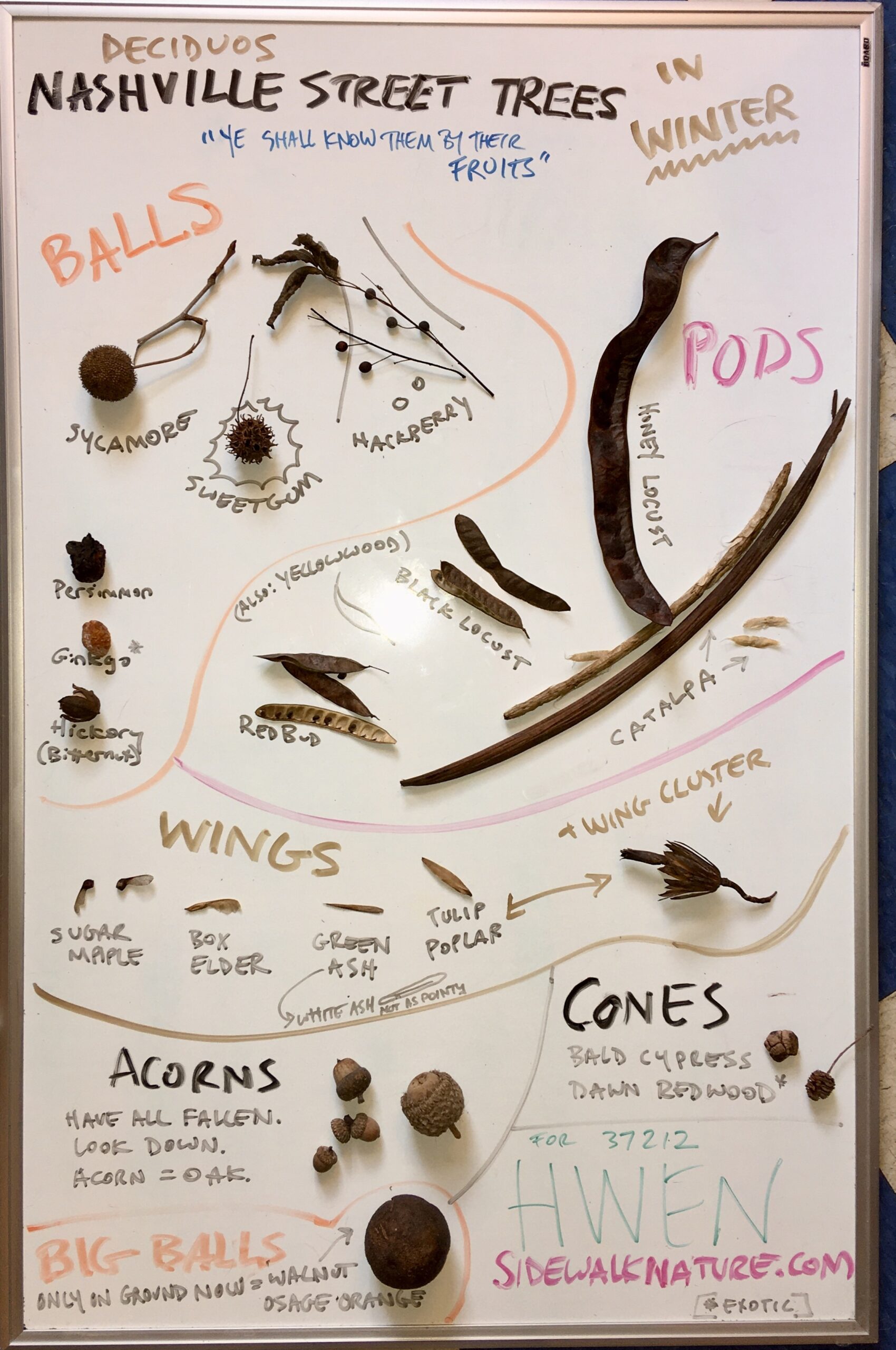 tree fruit identification pictures