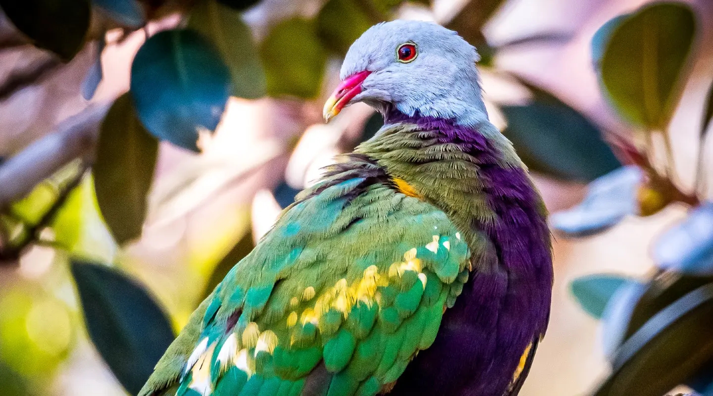 fruit dove pictures