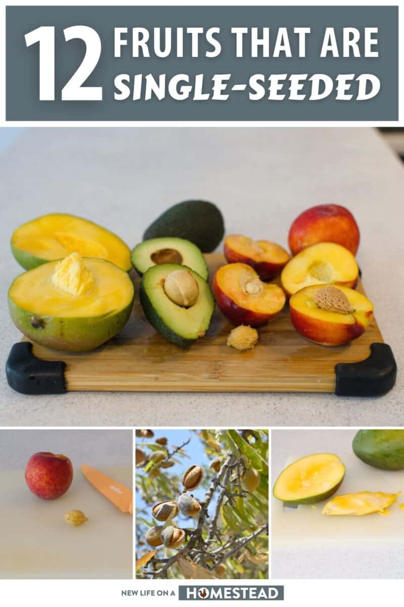 12 Fruits That Are Single Seeded
