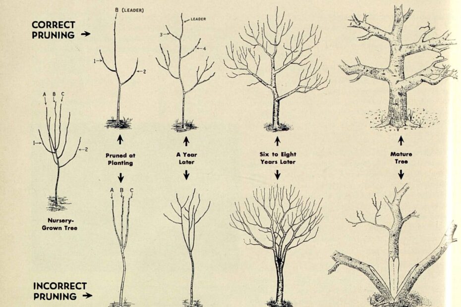 150 Tips Early Spring Pruning Northern Gardener
