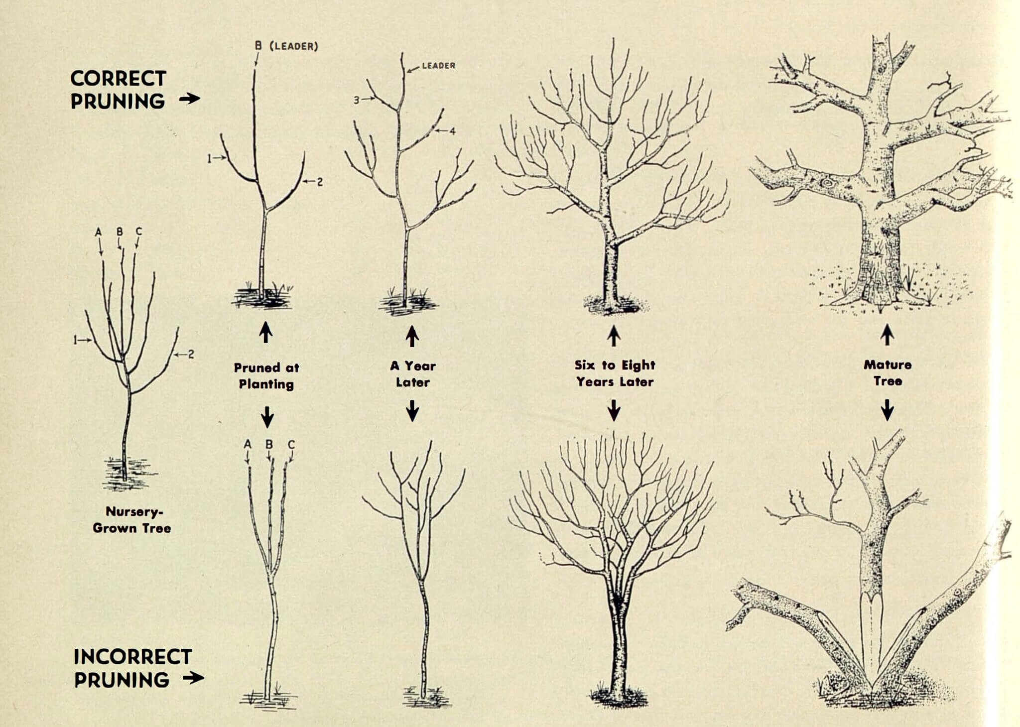 150 Tips Early Spring Pruning Northern Gardener