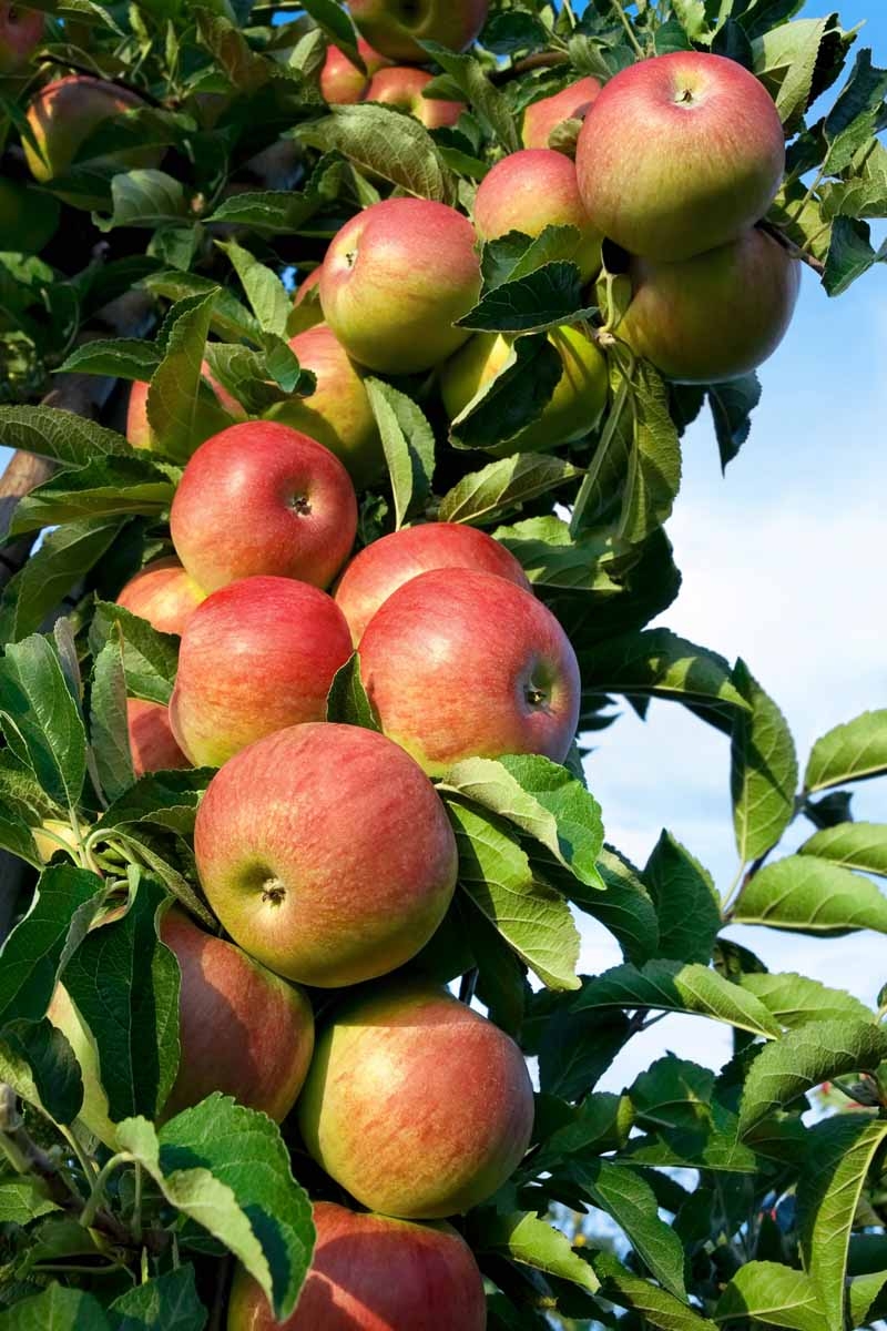 fruit tree types pictures