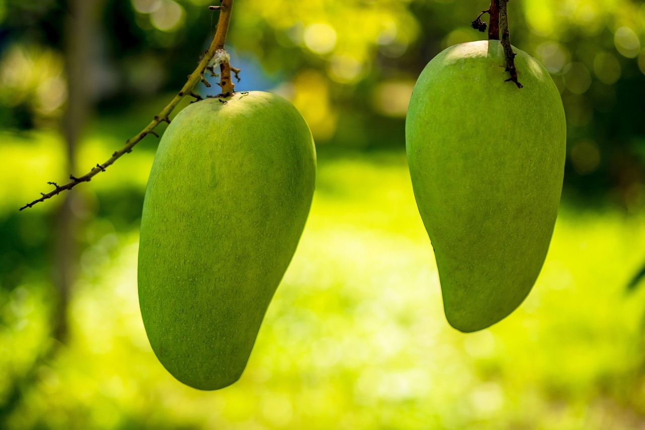 200 000 Free Green Mango U0026 Mango Images Pixabay