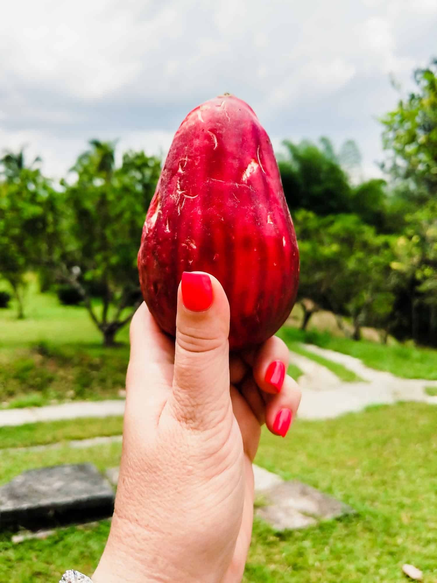 jamaican fruits pictures