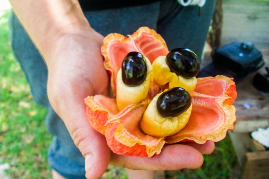 29 Jamaican Fruits You Must Try On Holiday Bacon Is Magic