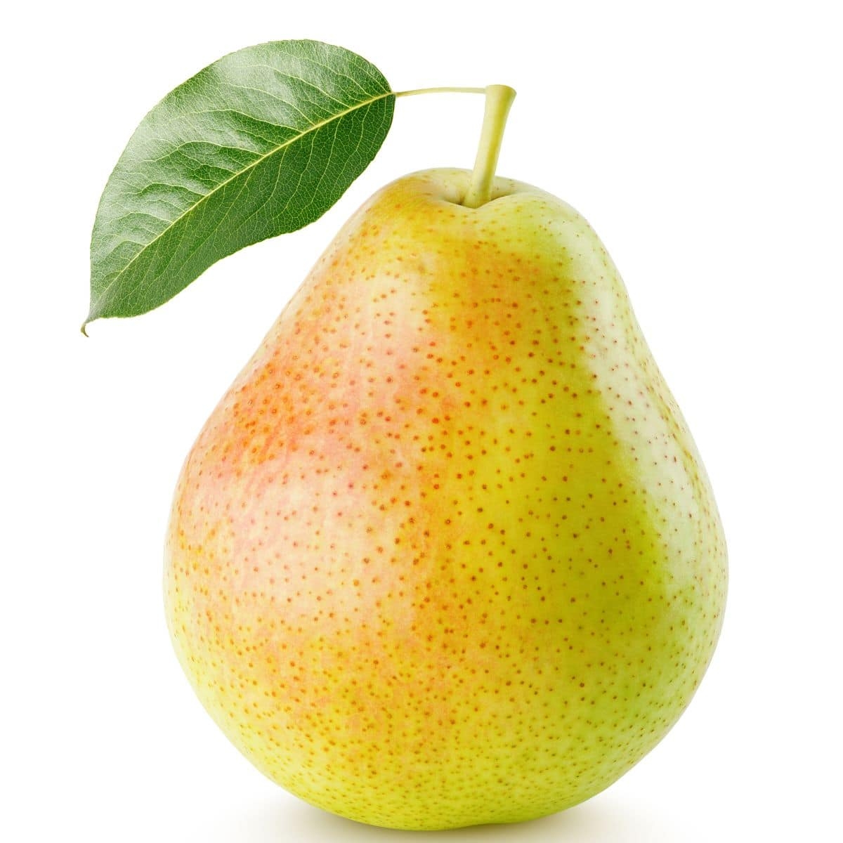 29 Types Of Pears From A To Z With Photos Live Eat Learn
