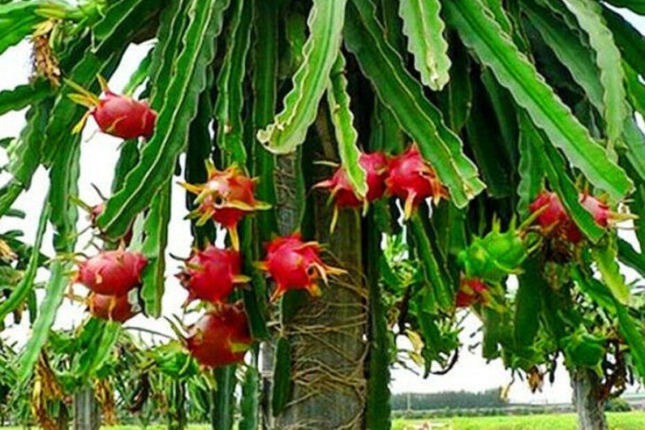4 6 Pot Of Dragon Fruit Plant Hylocereus Pitaya Rare Cultivars Cactus Etsy