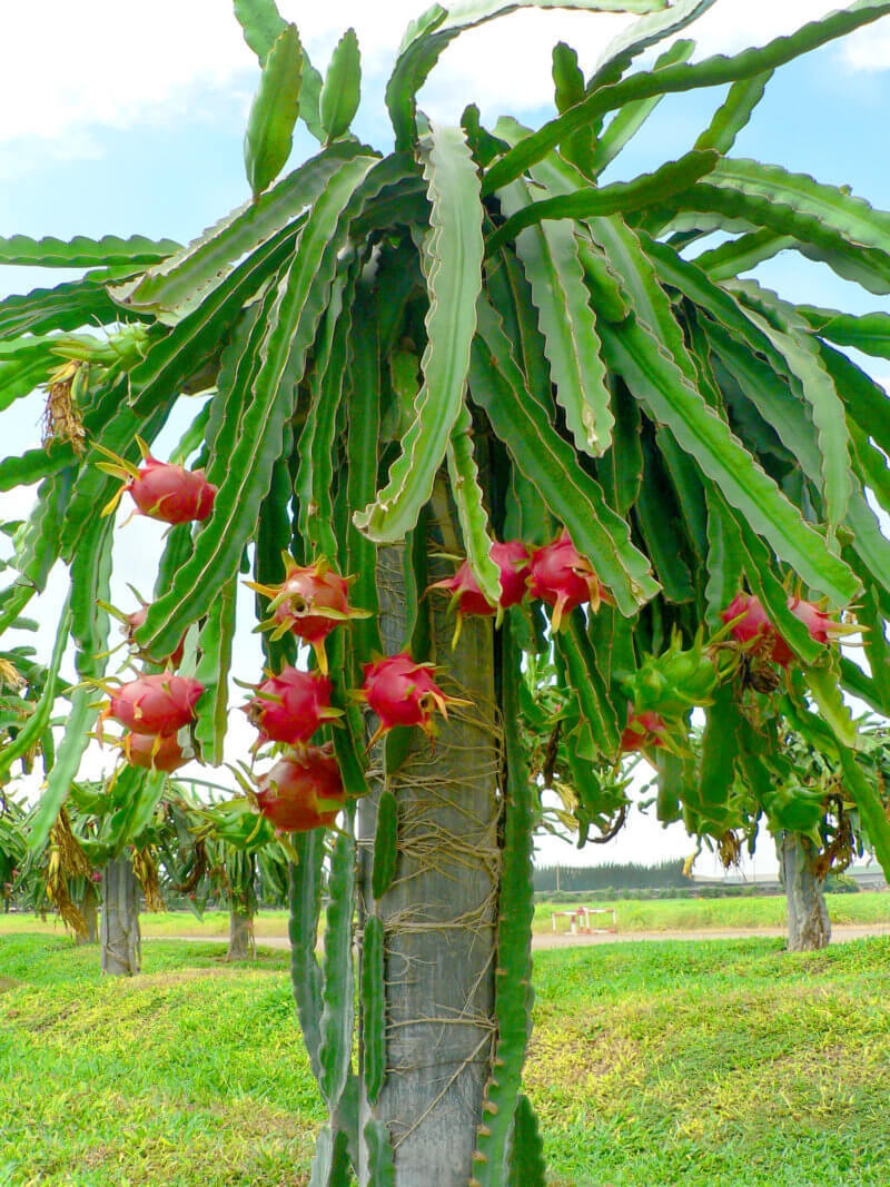 4 Dragon Fruit Cactus Cutting White Flesh Hylocereus Undatus Pitaya Edible
