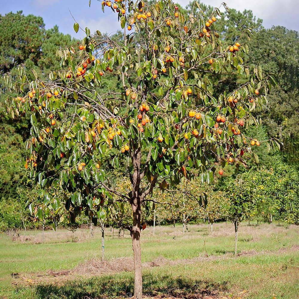 picture of persimmon fruit tree