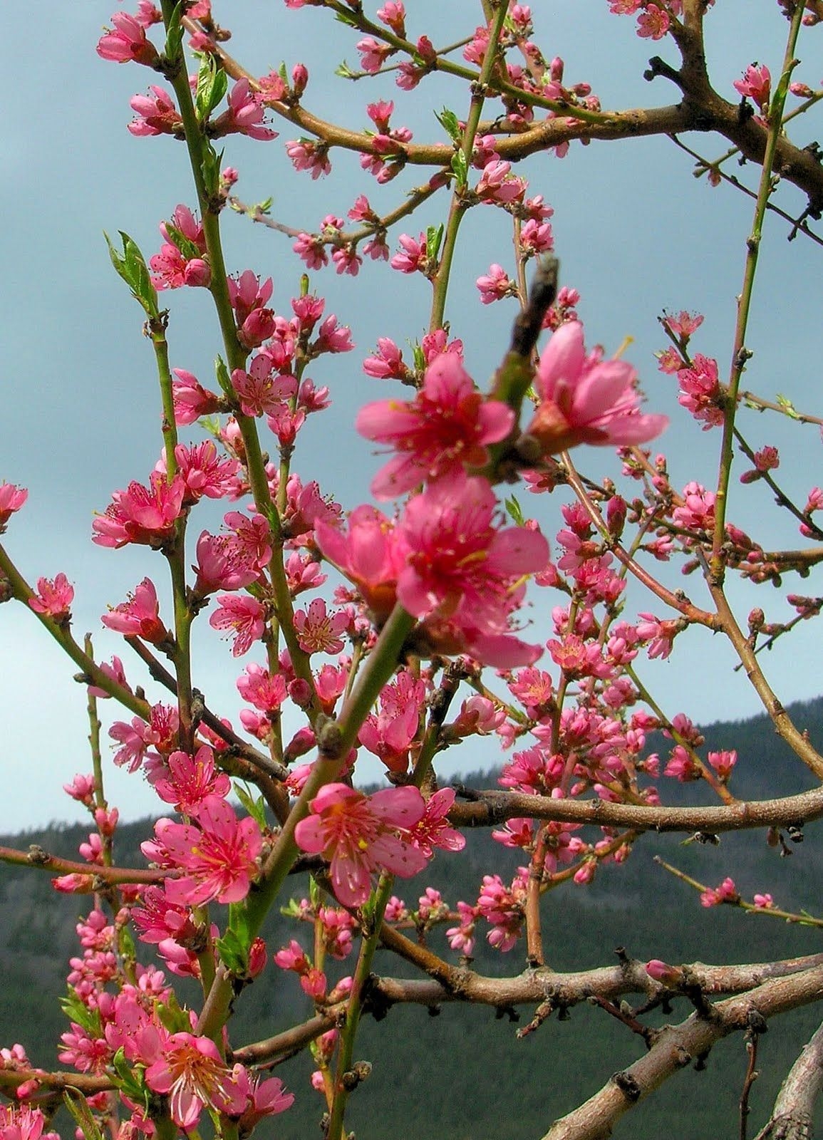 fruit trees in bloom pictures