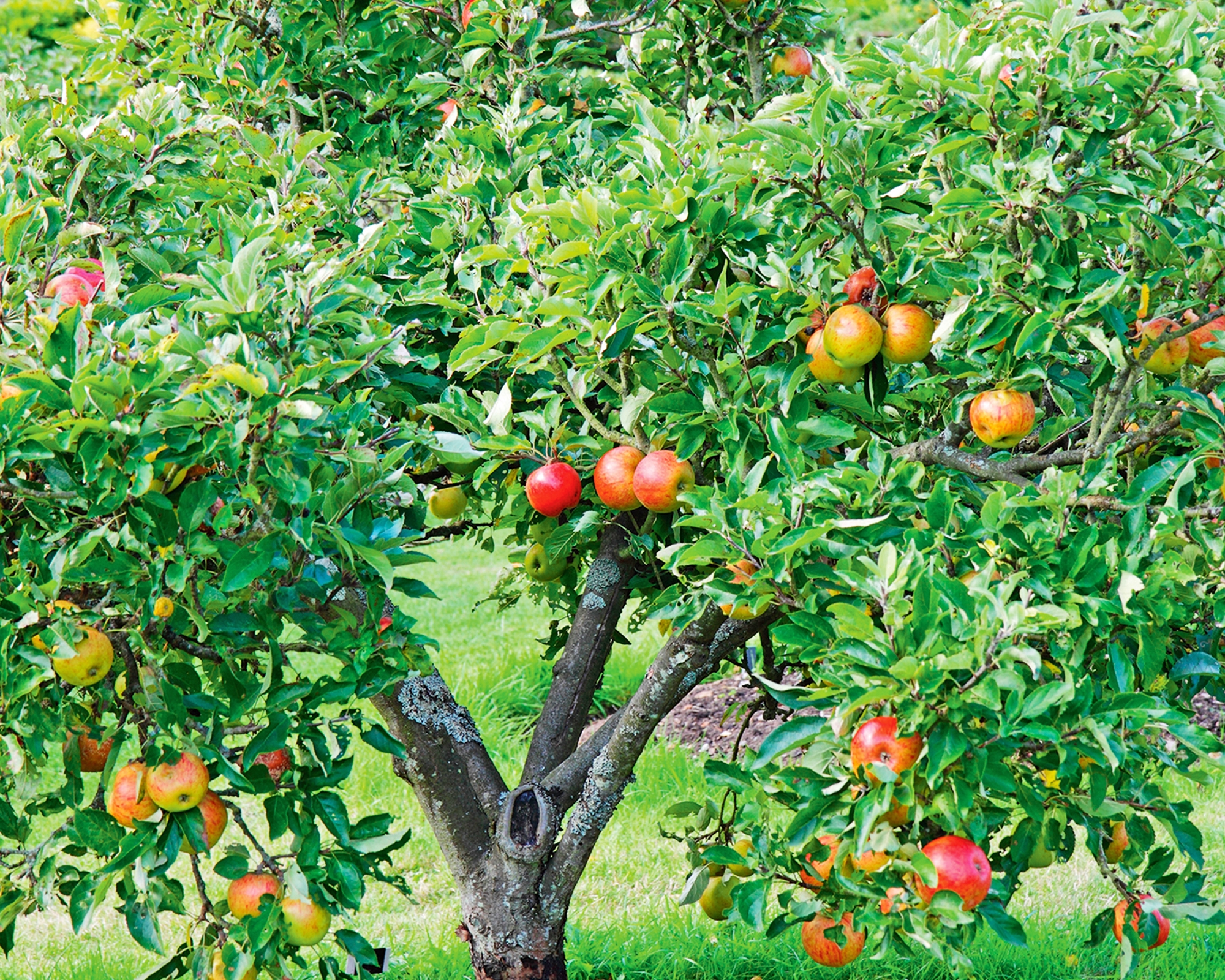 7 Best Fruit Trees For Front Yards Gardening Know How