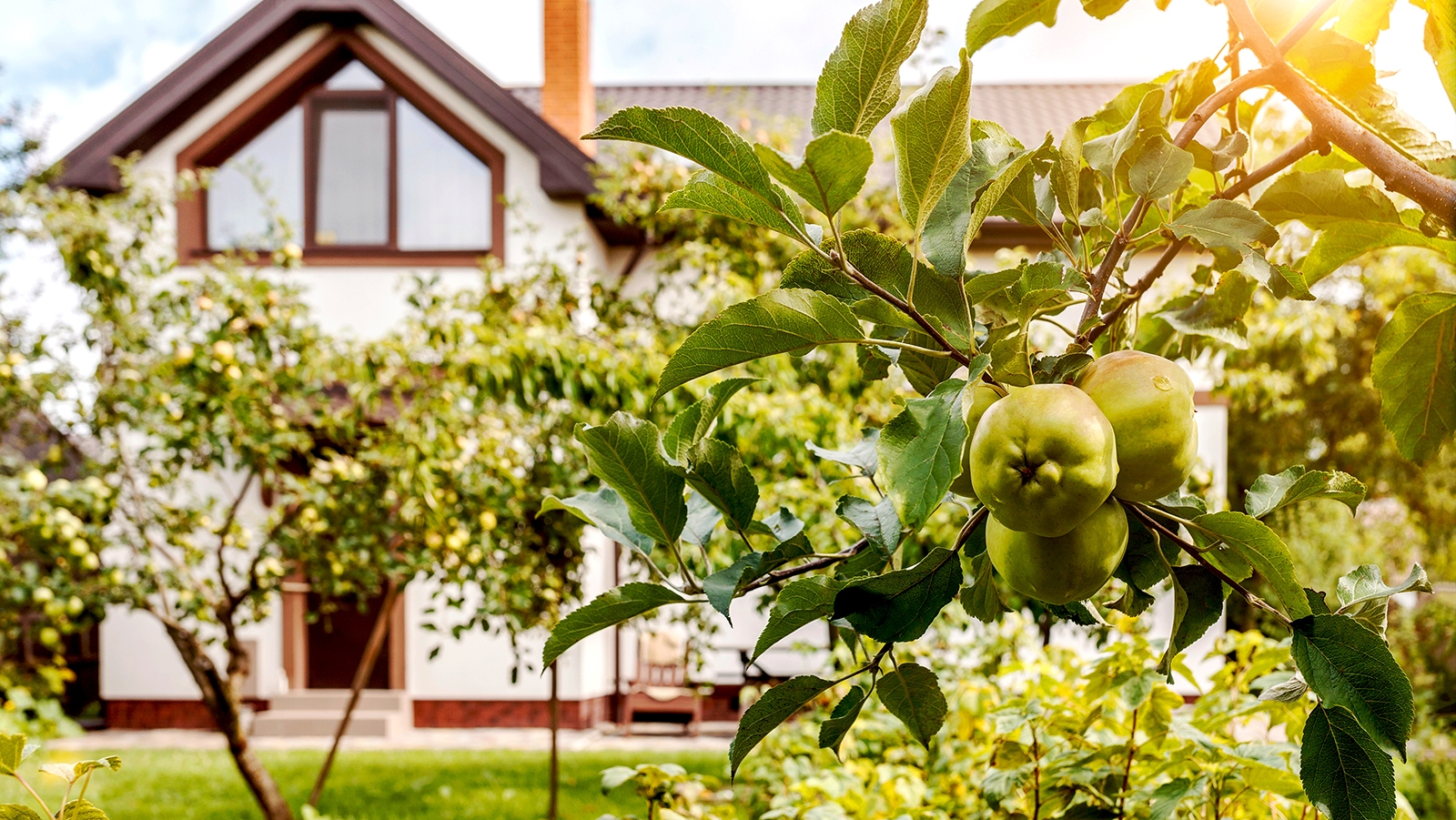 7 Best Fruit Trees For Front Yards Gardening Know How