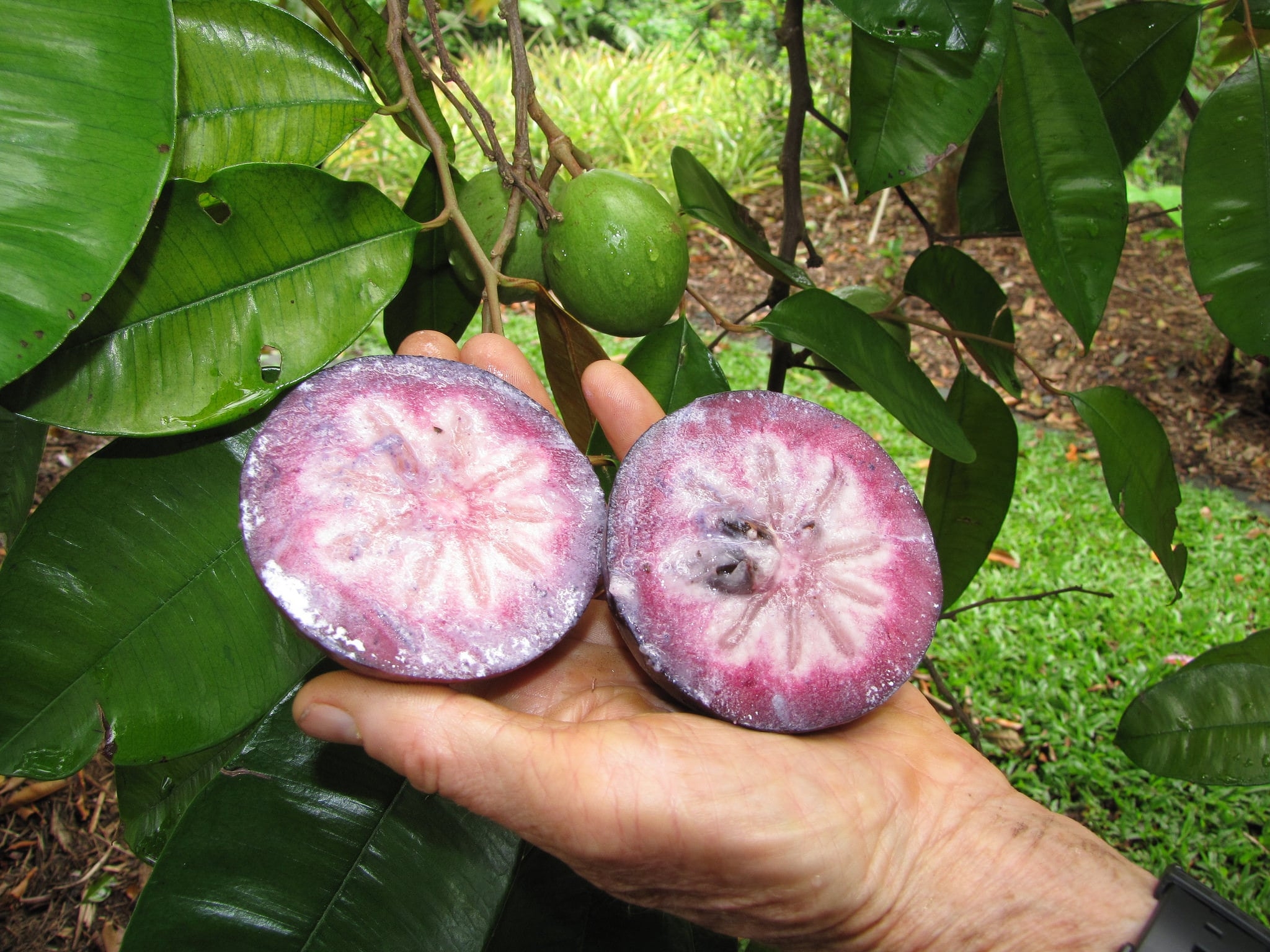 fruits of costa rica + pictures