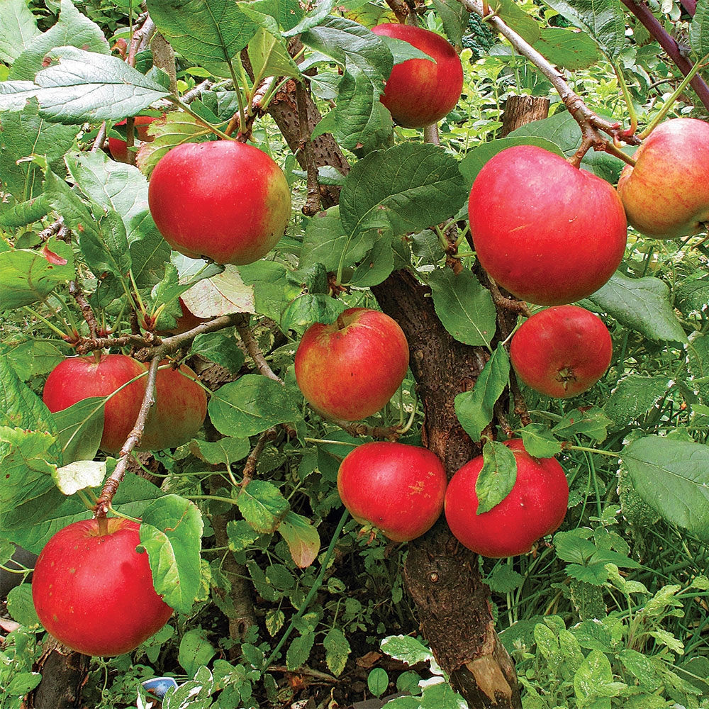 fruit trees pictures with names