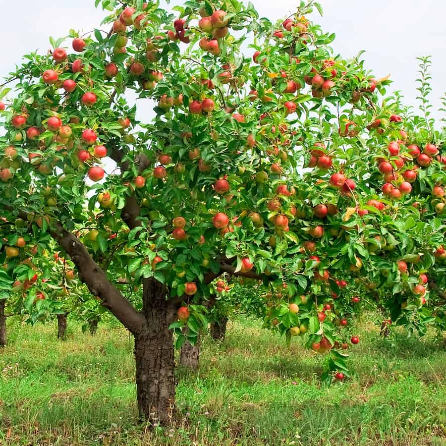 fruit trees pictures