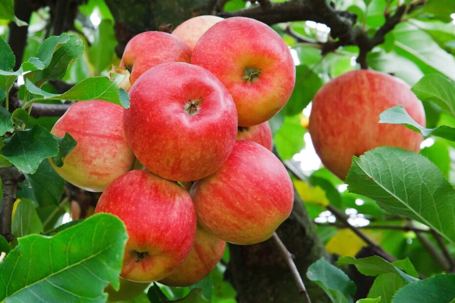 A BEGINNERS GUIDE FRUIT TREE CARE Blog Mahoney s Garden Center
