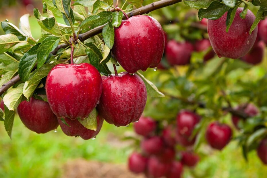 A Quick Guide To Standard Fruit Trees Grown In The USA One Green Planet