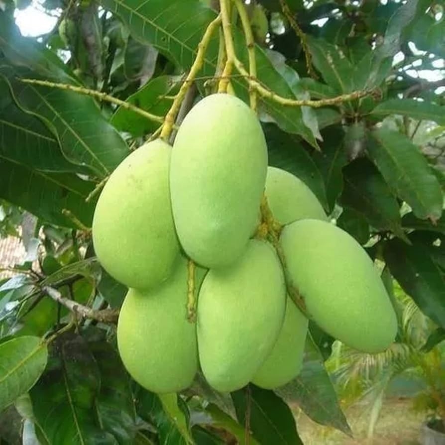 Amazon CHUXAY GARDEN Green Mango Fruit Seed 1 Seeds Rare Color Mango Edible Sweet Fruit An Exciting New Addition Patio Lawn U0026 Garden