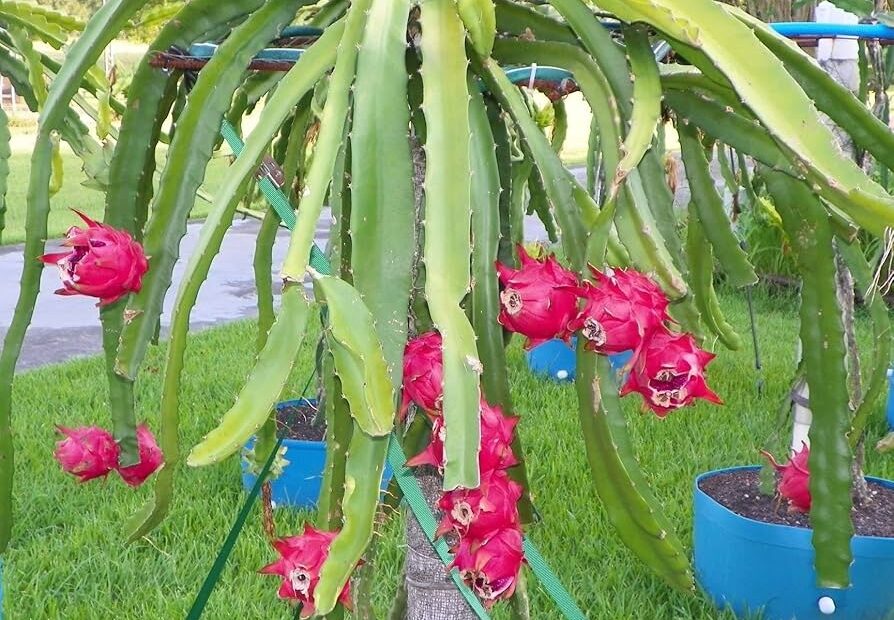 Amazon Dragon Fruit Tree Live Plant In A 4 Inch Pot