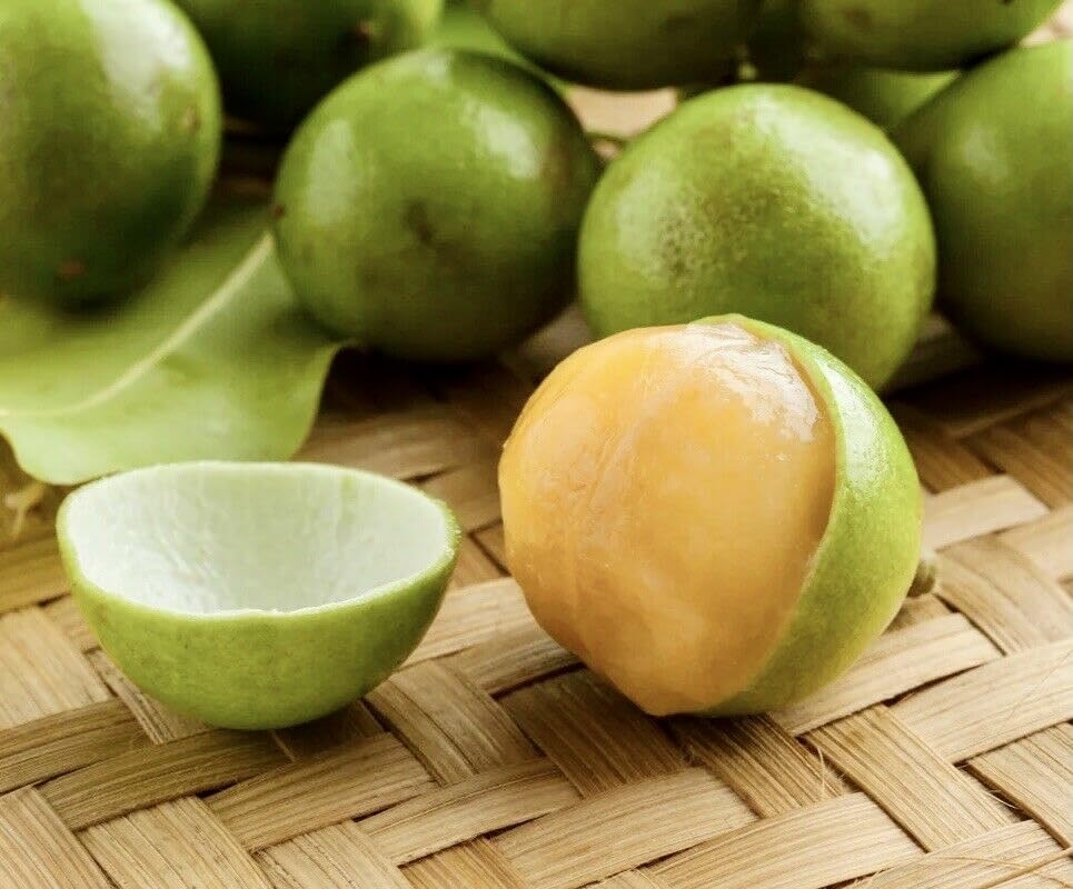 Amazon Spanish Lime Melicoccus Bijugatu Tropical Fruit Tree 12