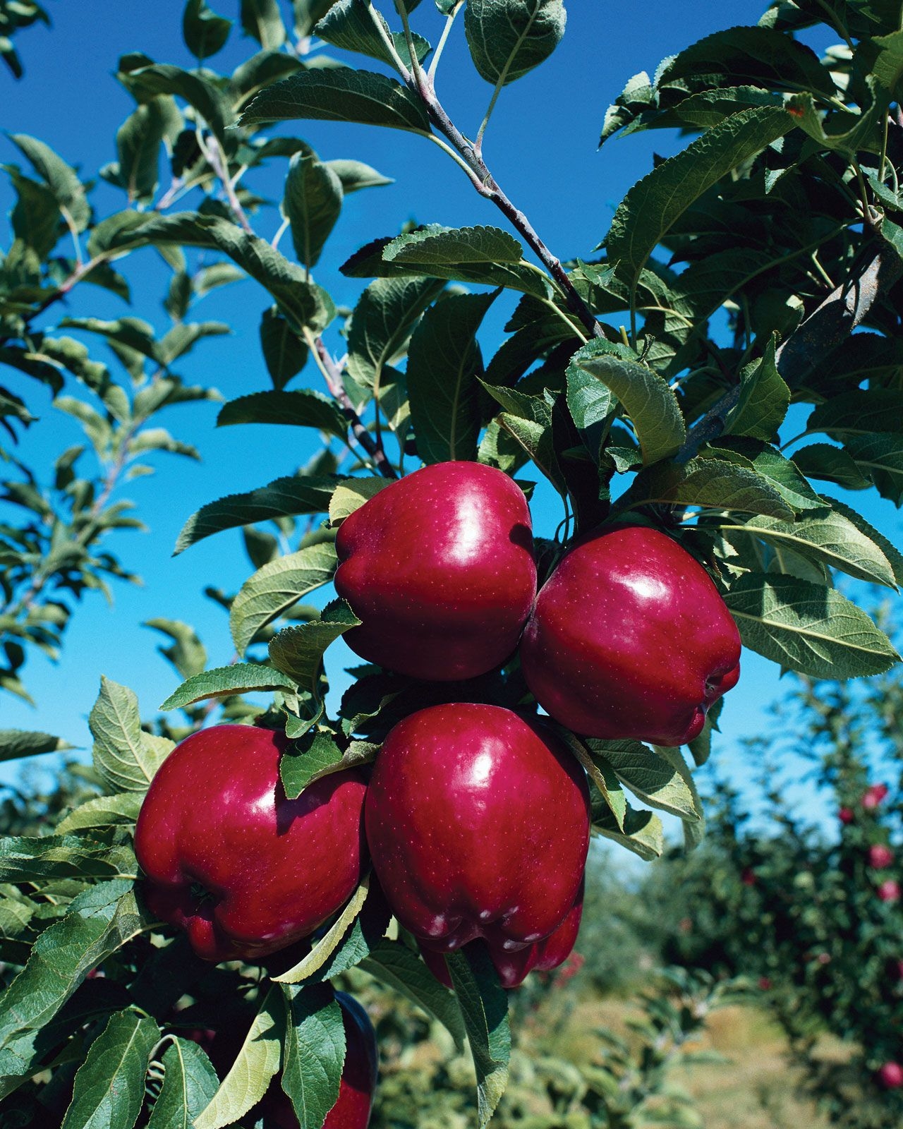 Apple Description Cultivation Domestication Varieties Uses 