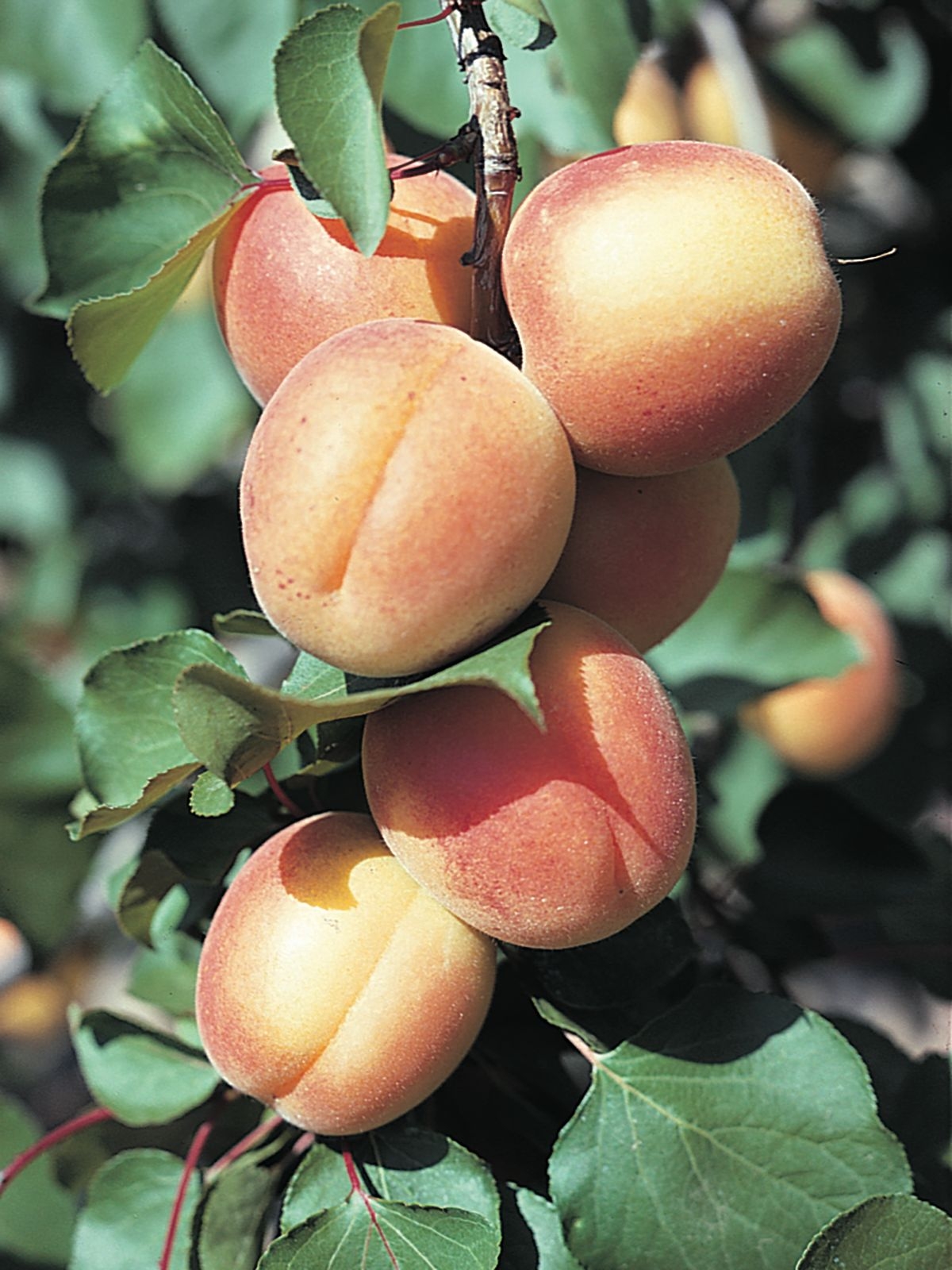 Apricot Description Tree Plant Fruit U0026 Facts Britannica