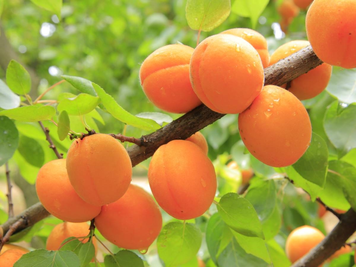 picture of apricot fruit