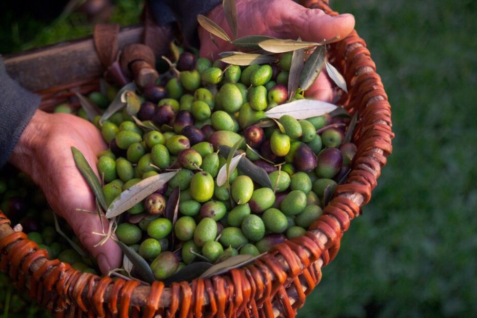 Are Olives A Fruit Some Fun Facts OliveOil