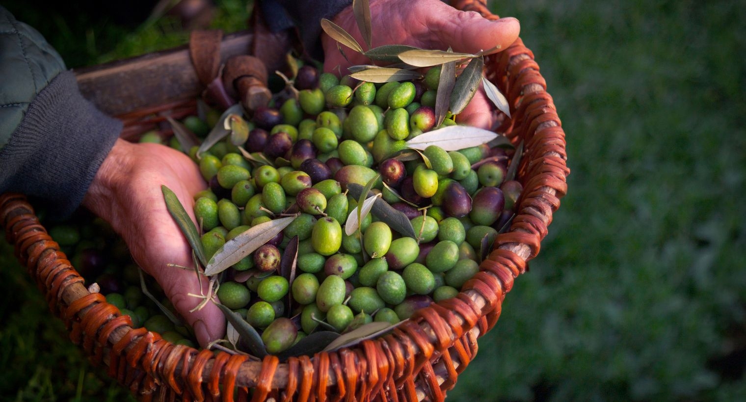 Are Olives A Fruit Some Fun Facts OliveOil