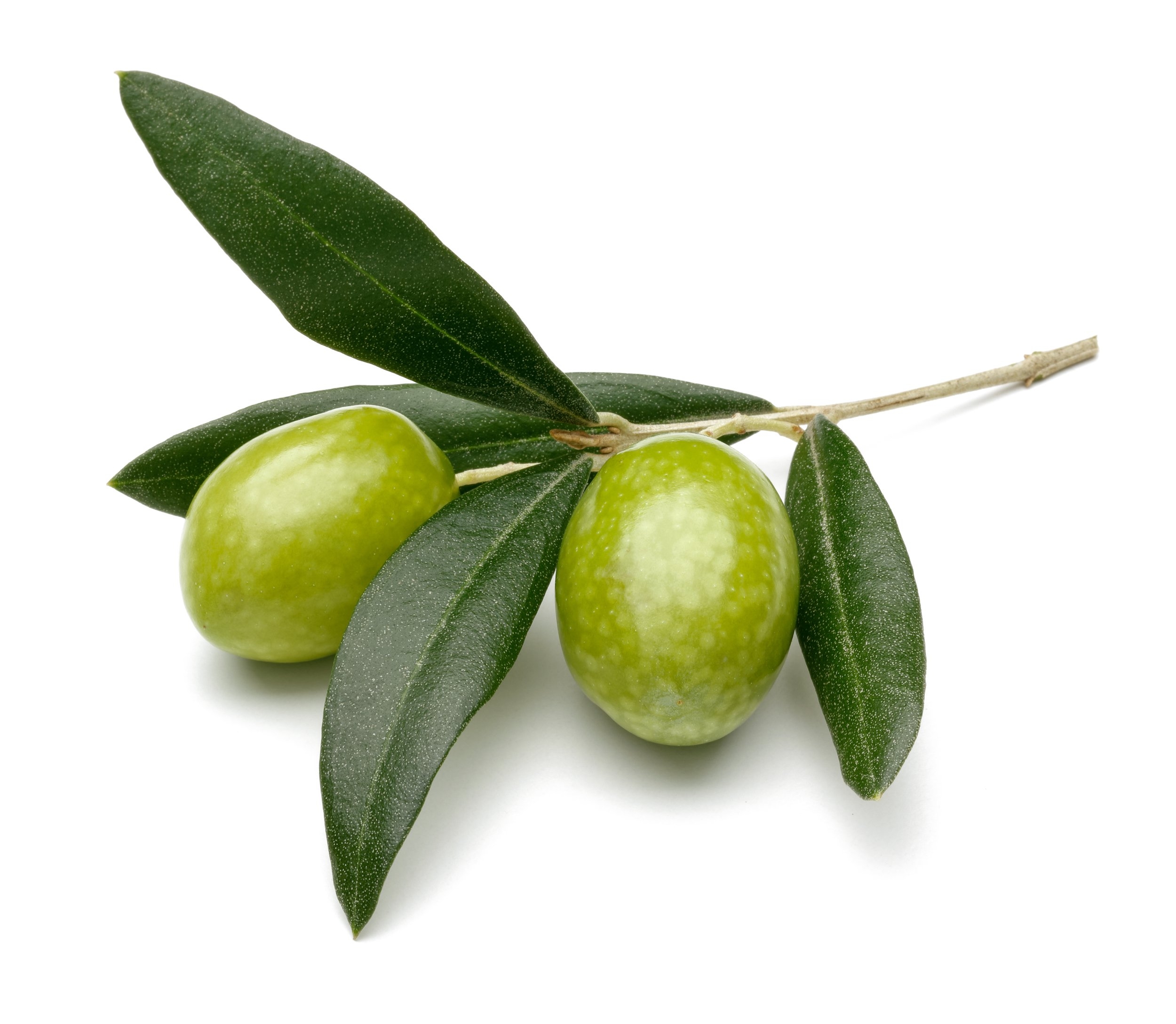 Are Olives Vegetable Or Fruit The Olive Oil Source
