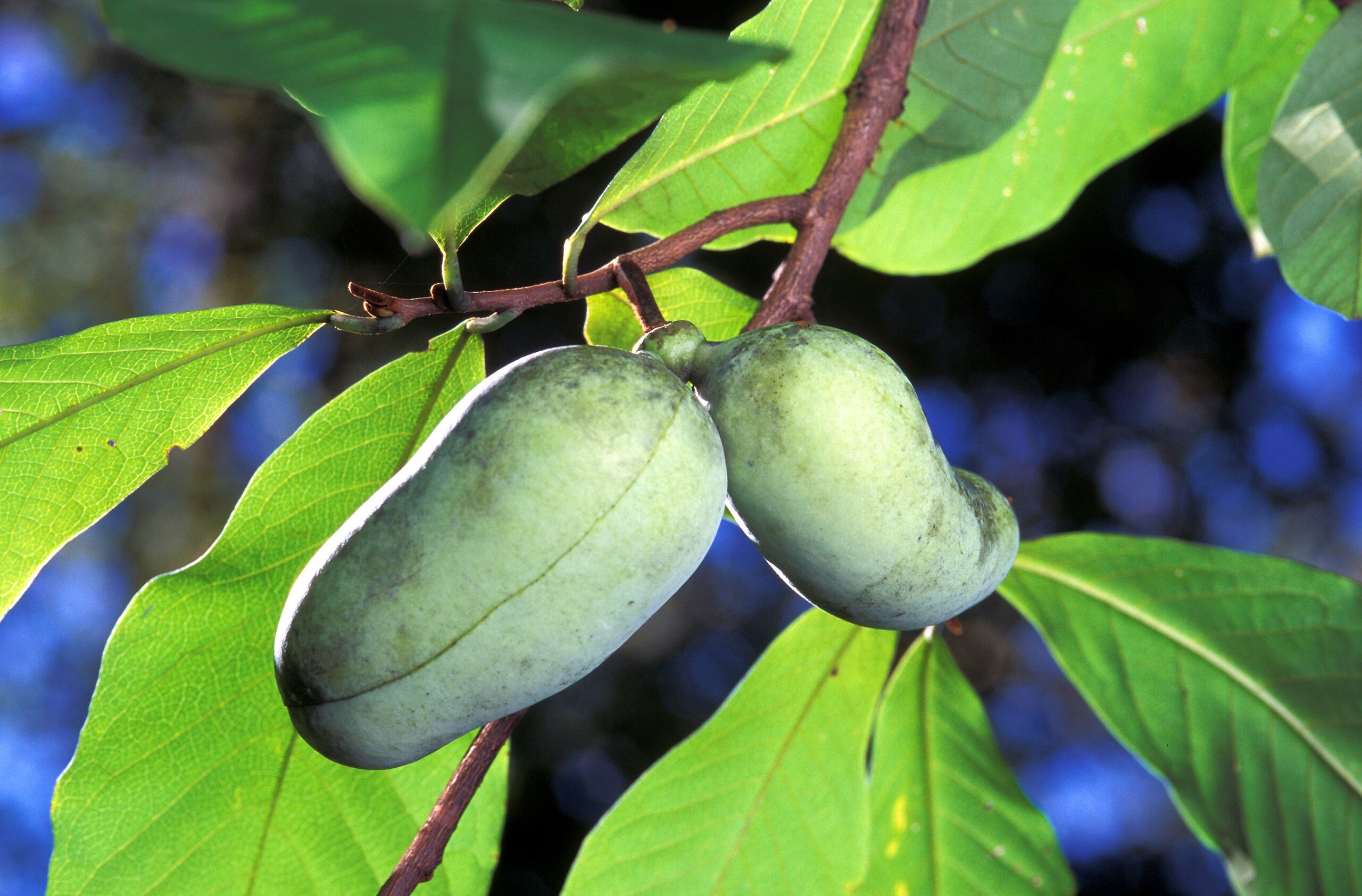 Asimina Triloba Wikipedia