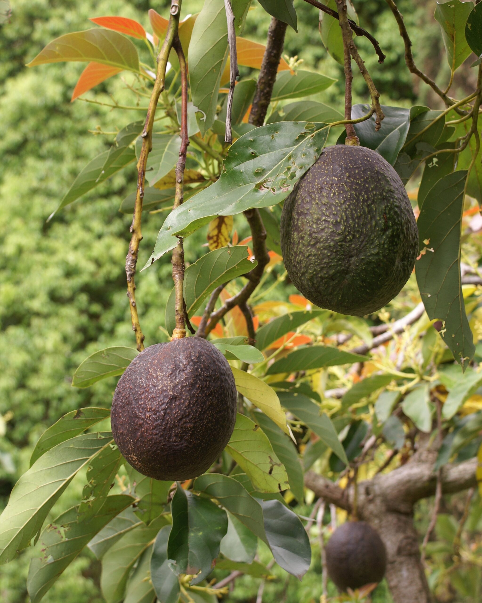 Avocado Wikipedia