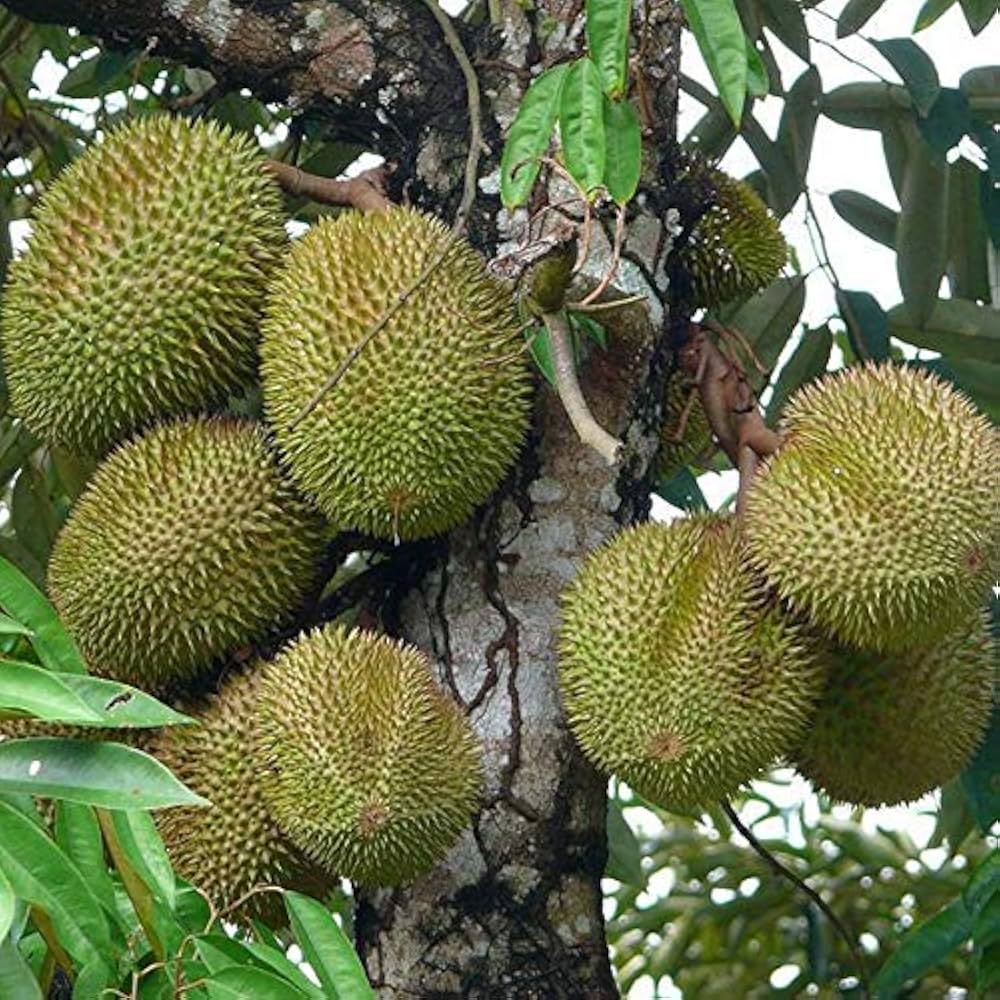 Bhajanlal Greenery High Medicinal Value Fruit Plant Durian Fruit Plant 1 Healthy Plant Amazon in Garden U0026 Outdoors