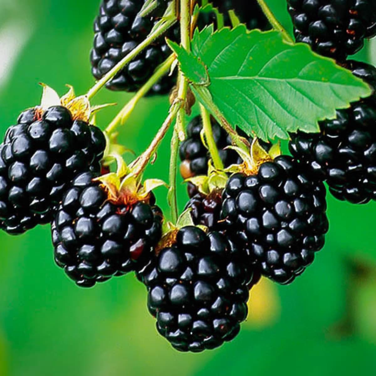 picture of black berry fruit