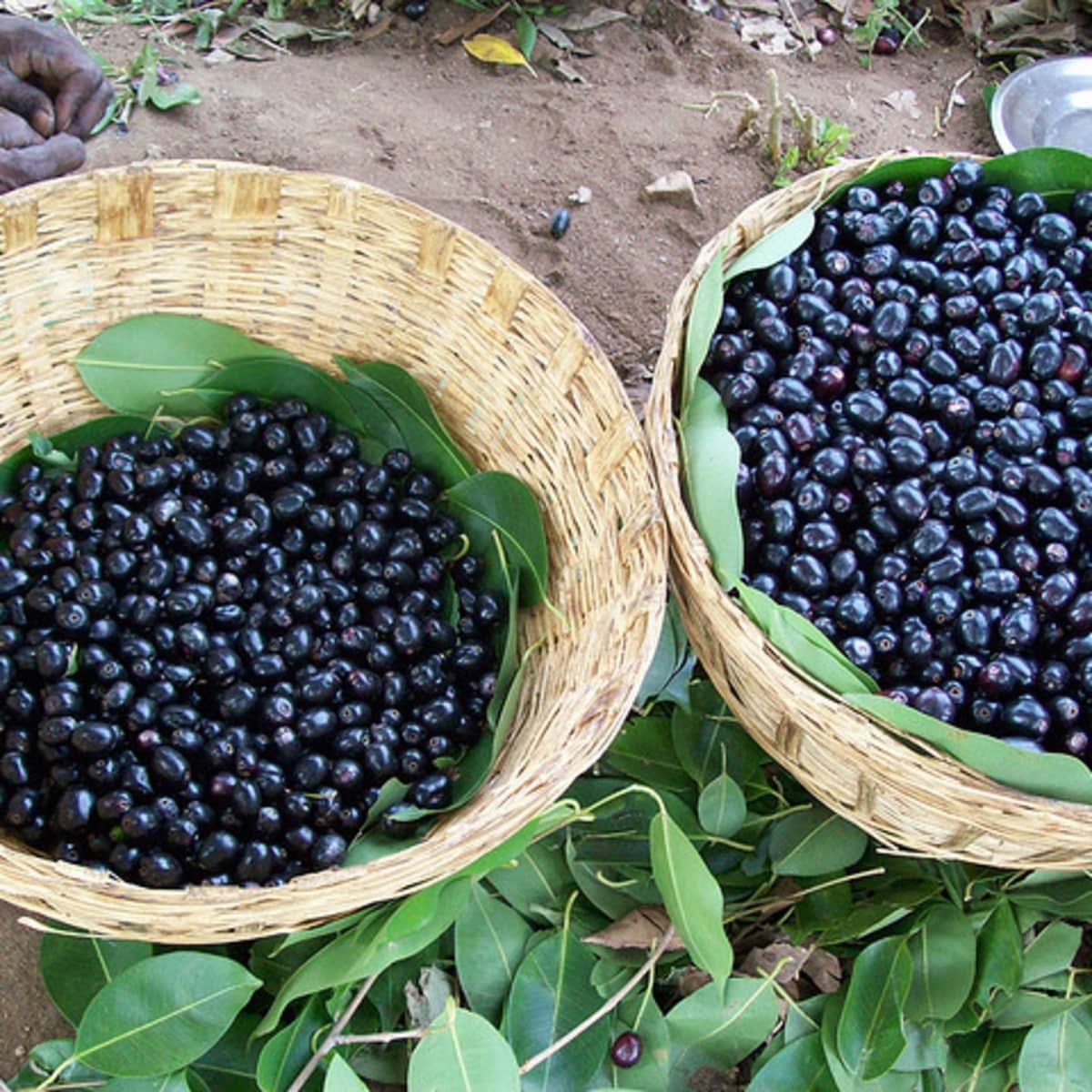 Black Plum Jamun Jambul Fruit Benefits And Uses HubPages
