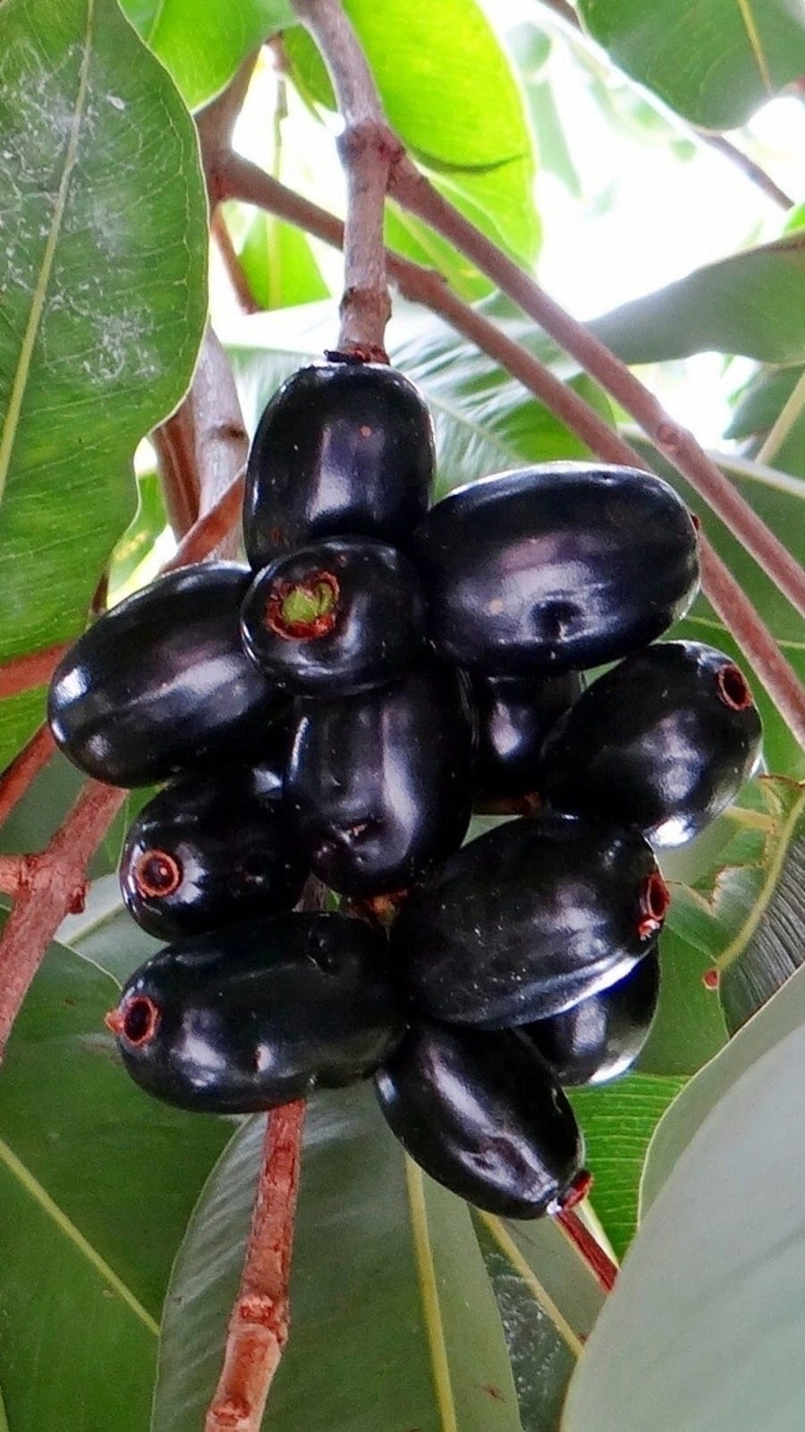jamun fruit pictures