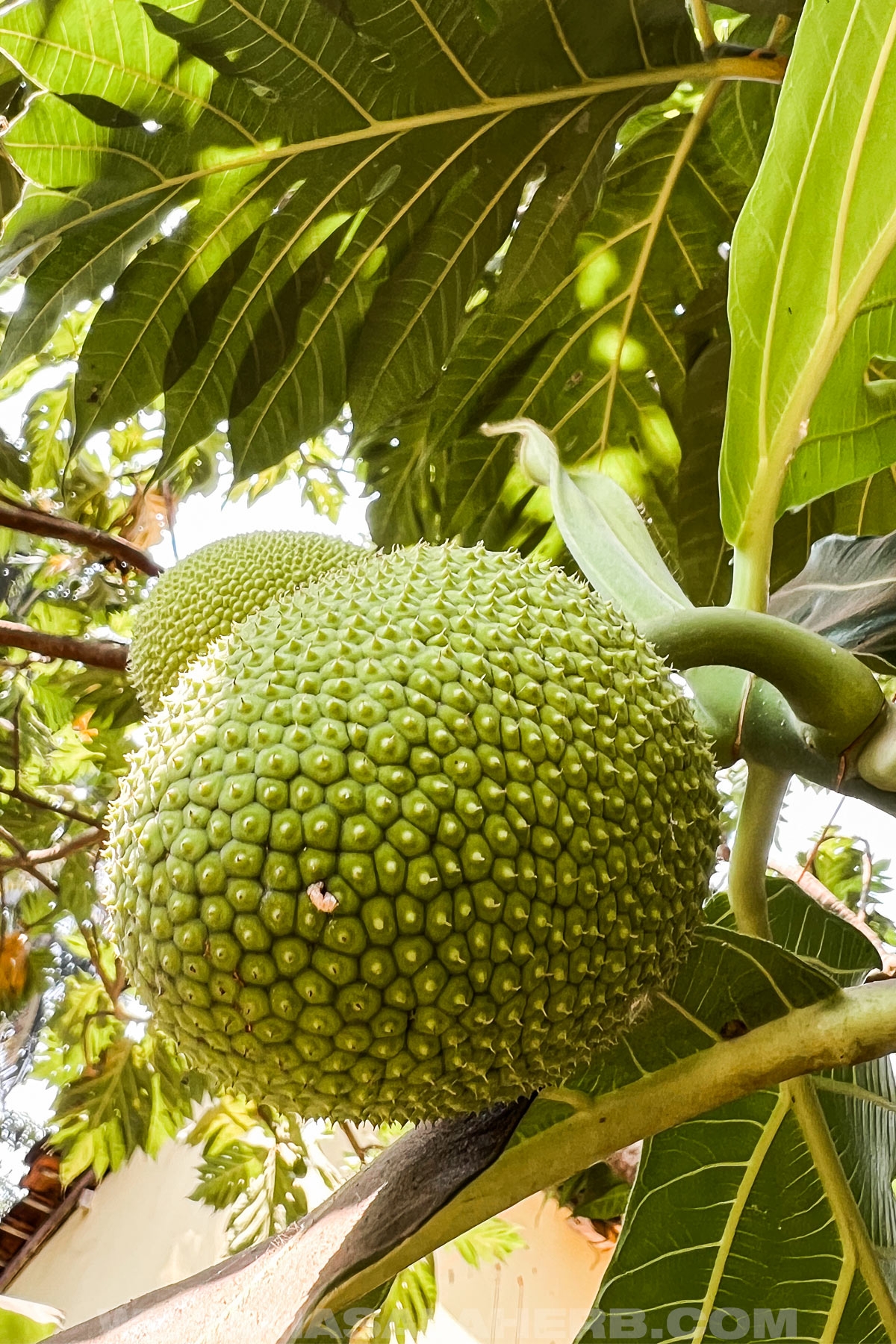 Breadfruit VS Jackfruit What s The Difference 