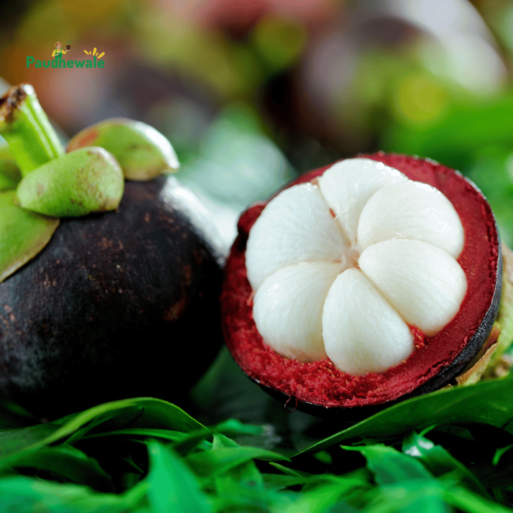 mangosteen picture fruit