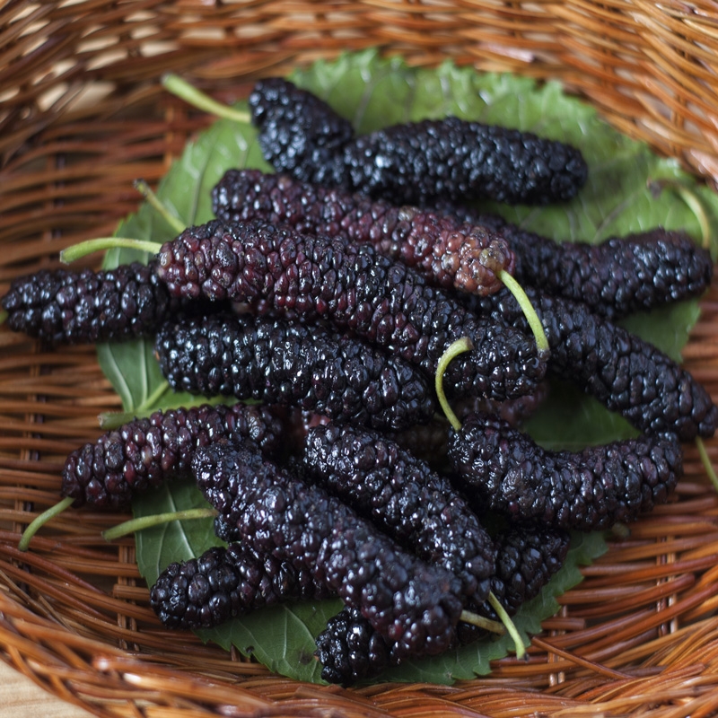 mulberry tree fruit pictures