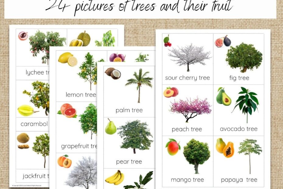 Buy Types Of Fruit Trees Online In India Etsy