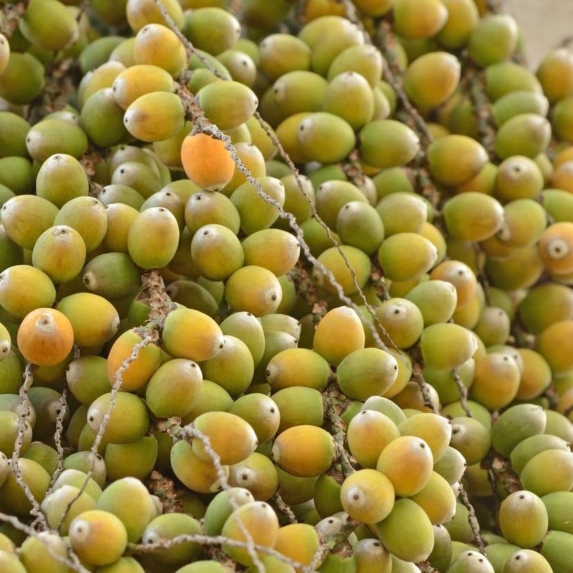 Can You Eat Pindo Palm Fruit Edible Pindo Fruit Uses And Ideas Gardening Know How