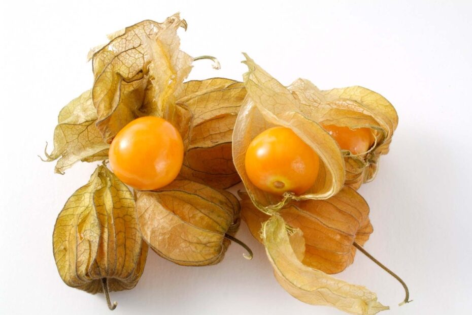 Cape Gooseberry Description Benefits Fruit Uses U0026 Flavor Britannica