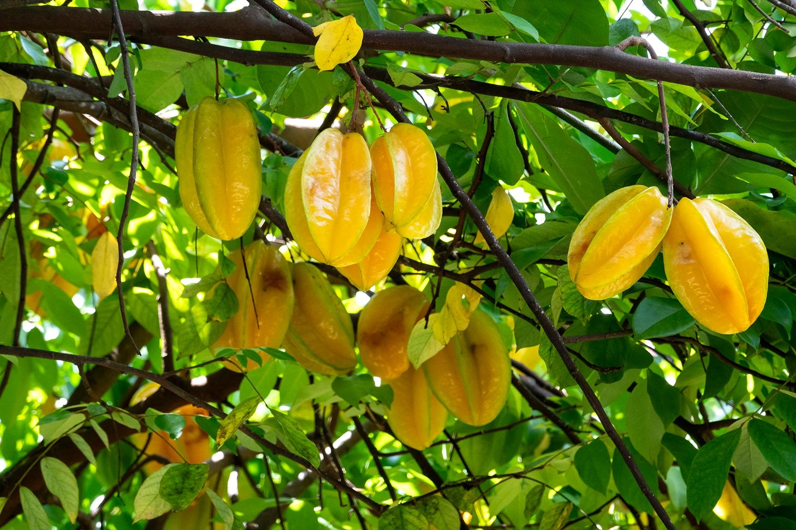 Carambola Description Tree Fruit Uses U0026 Facts Britannica