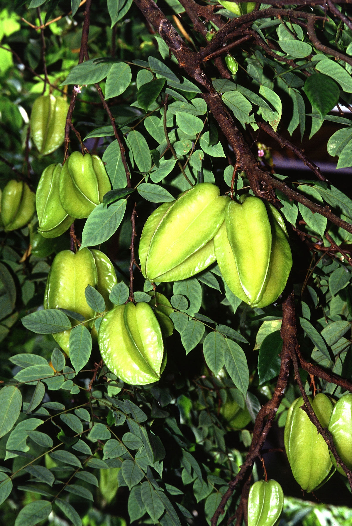 Carambola Wikipedia
