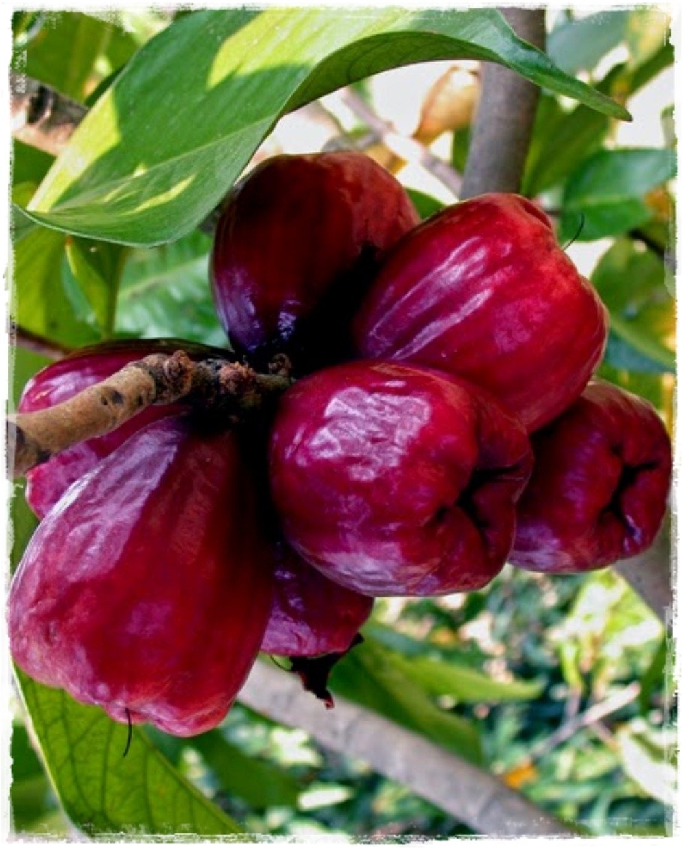 picture of cashew fruit