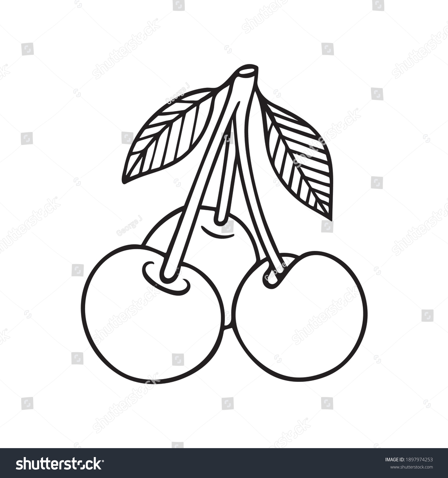 Cherries Three Sweet Cherry Fruits Outline Stock Vector Royalty Free 1897974253 Shutterstock