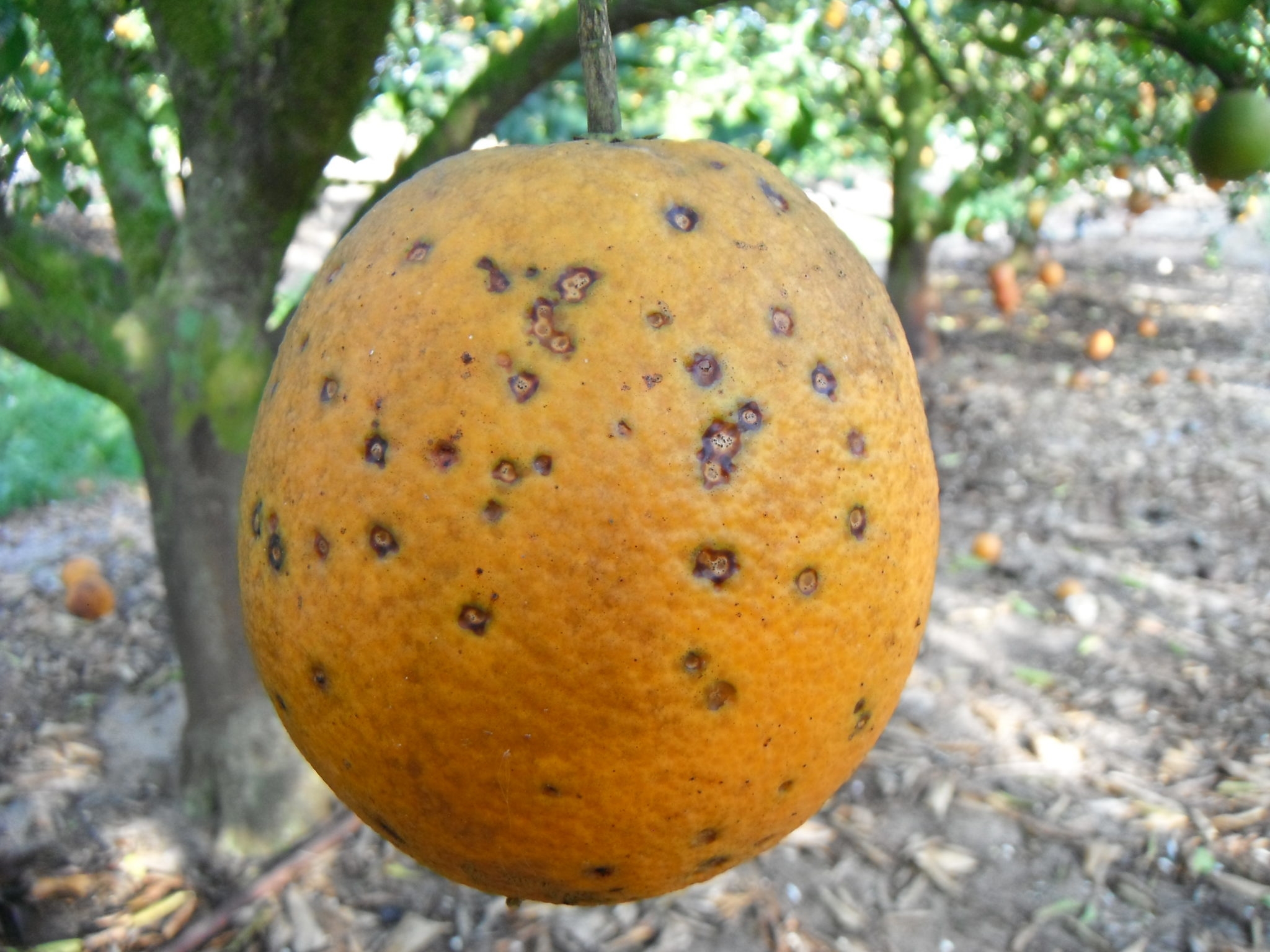 Citrus Diseases Citrus Tree Diseases U0026 Treatment Citrus