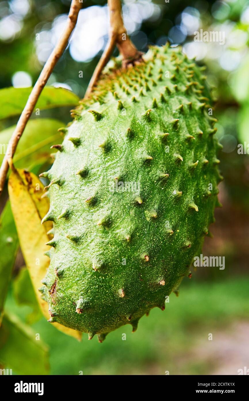 Close up Macro View Of A Green Ripe Guyabano Fruit Hanging On Branches Seen In Port Barton Palawan Province Philippines Stock Photo Alamy